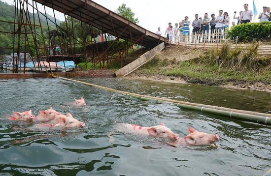 小猪跳水游泳赛