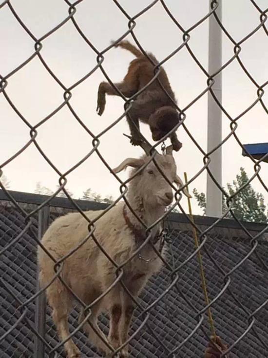 72小时直播信阳 西九华5D电影受欢迎皮影戏表