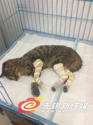 无锡爱心人士救猫后续报道 被救小猫多数有脚伤