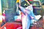 厦门惊现逾500斤龙文鲨 长过卷尺还爆了秤(图)