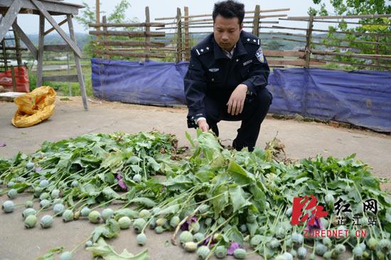 民警现场清点罂粟