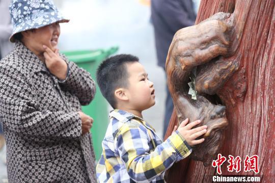5月3日，太昊陵宋代古柏樹前，游客對(duì)著“耳朵”訴心愿。 