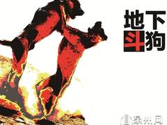 网传闽南地区地下斗狗视频 血腥残忍只为赌博