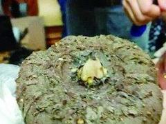 世上最臭的花落户厦门 能活150年只开两三次花