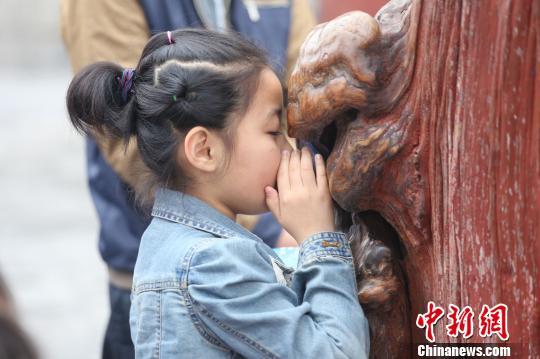 5月3日，太昊陵宋代古柏树前，游客对着“耳朵”诉心愿。 