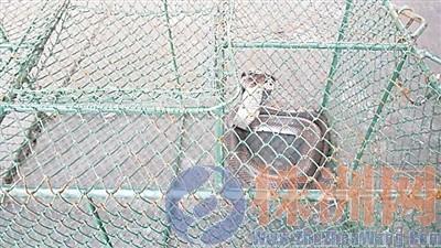 眼镜蛇“拦路”吓坏市民,目前已被消防队员放入笼子里 记者 刘玺 摄