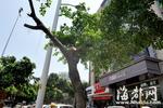 夜砍行道树谎称拿树炖排骨 砍树者:酒店让砍