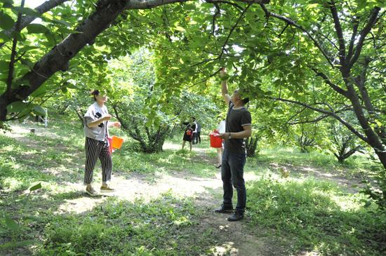 享受采摘樂趣的人們