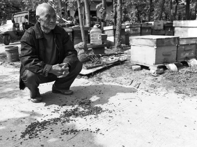 望著地上成片的死蜂，養蜂人幾度紅了眼圈。