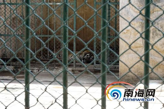 金牛岭动物园目前食肉动物共有8只,其中有4只孟加拉虎、1只美洲虎、1只非洲狮、2只金钱豹。夭折的小虎崽是孟加拉虎“泰哥”和“泰姐”所生的第三只幼虎。(南海网记者 周静泊 摄)