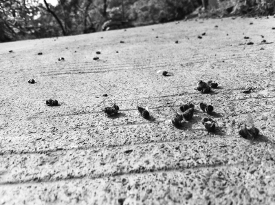 成片死去的蜜蜂