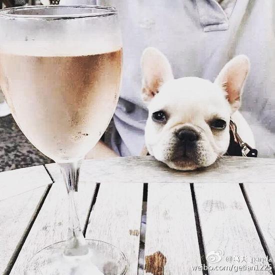 萌狗是在谁的怀里呢？