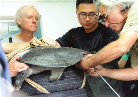 苏动物园斑鳖夫妇接受人工授精 自然繁殖未获成功