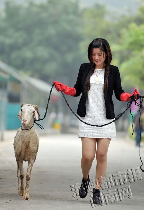 吴姑娘陪羊散步，这段属于他们的奇妙缘分，还在延续
