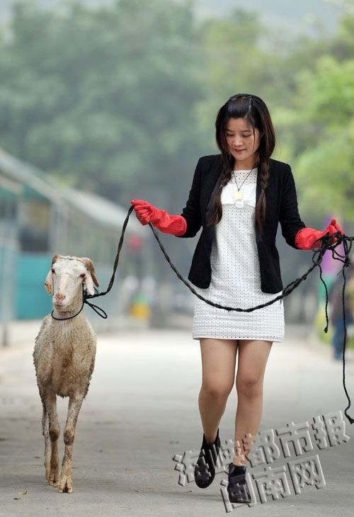 吴姑娘陪羊散步,这段属于他们的奇妙缘分,还在延续