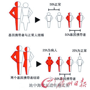 地中海贫血遗传模式图