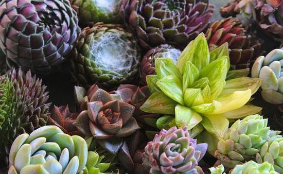 多肉植物可能伤害心脏 浙江每周都截获非法入