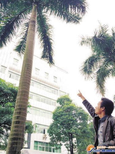 60多斤重椰树叶掉落砸死路过男子
