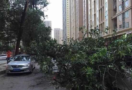 狂风袭击蓉城 行道树被吹倒砸中三辆车