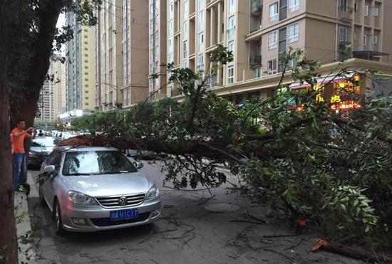 狂风袭击蓉城 行道树被吹倒砸中三辆车