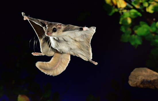 借助翼装飞行服进行滑翔