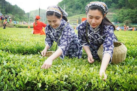 采茶姑娘在蛟龙寺茶园基地采摘茶叶