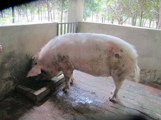 汶川地震7年猪坚强还在 深圳现克隆小猪坚强