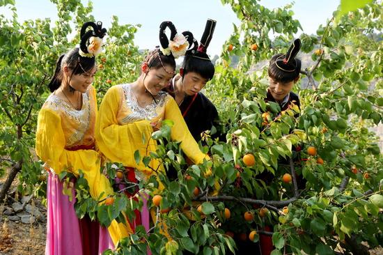 2015山杏采摘節開幕——盡享“杏”福旅程