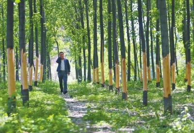 事發現場，村民種植的80多棵樹慘遭“扒皮”。