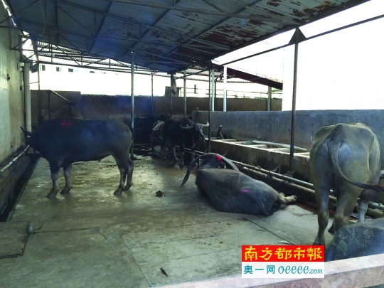 肉联厂临时饲养区。