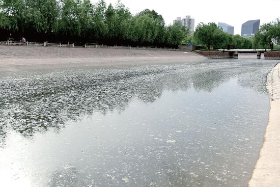 東風渠上漂著一層柳絮