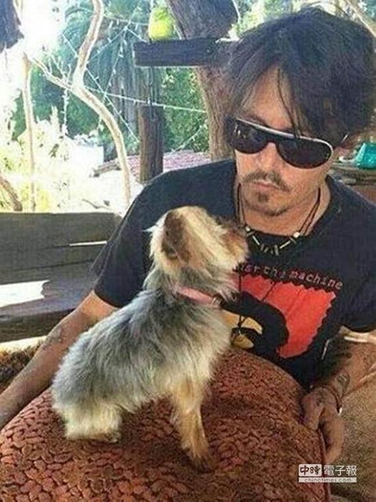 德普非法带狗入镜澳洲劝遣返