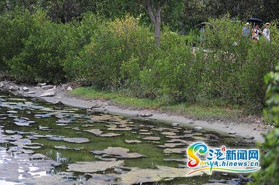 5月14日，三亚白鹭公园的湖面上出现青苔。(三亚新闻网记者 沙晓峰 摄)