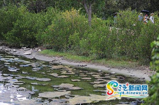 5月14日,三亚白鹭公园的湖面上出现青苔。(三亚新闻网记者 沙晓峰 摄)