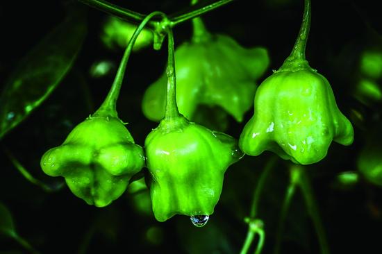 二等奖 《爱的私语》张华 广东