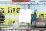 厦门一饭店推出孔雀宴880元一只 市民:太残忍