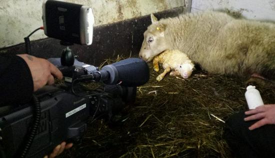 RUV频道24小时直播山羊分娩竟然收视奇高