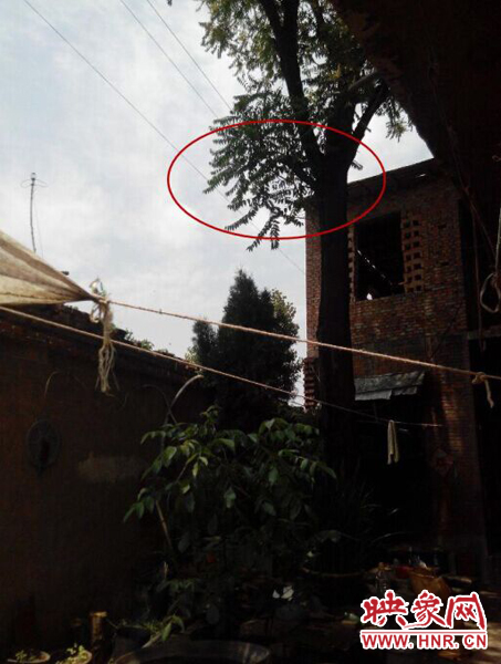 事故現場，高壓線穿過樹枝