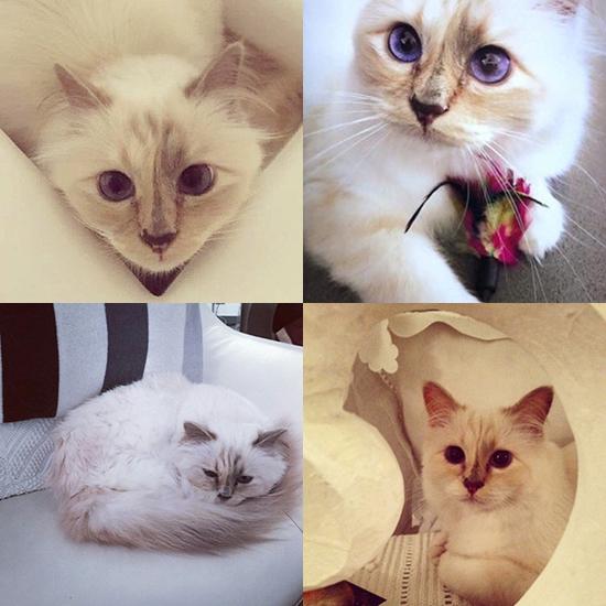 Karl Lagerfeld的爱猫Choupette