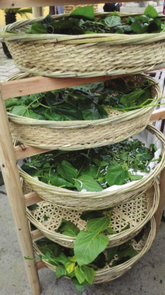 震泽蚕花节展现“一根丝”文化