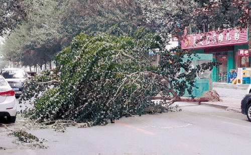 皇姑区，吹倒的树堵在路中间。