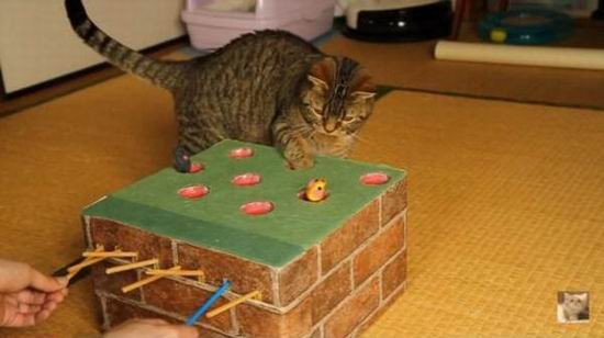 猫奴玩家为宠物猫打造打地鼠游戏