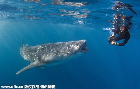 芬兰牙医热衷海底自拍，拿20吨鲸鲨当背景。