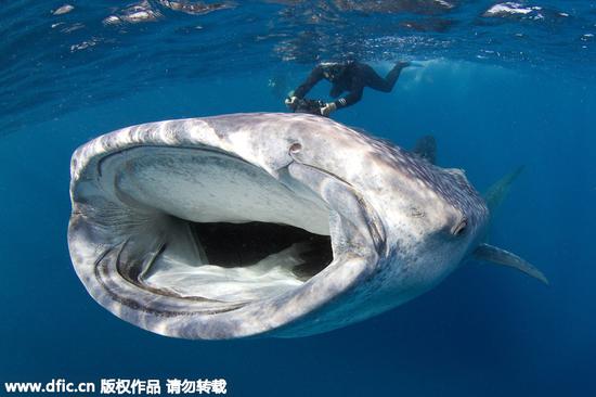 从位于大西洋北部的亚速尔群岛与一条蓝鲨共泳到在芬兰韦伊科拉深海区探索，这名芬兰牙科医生向人们分享了世界各 地的海中，千奇百怪的自拍背景。