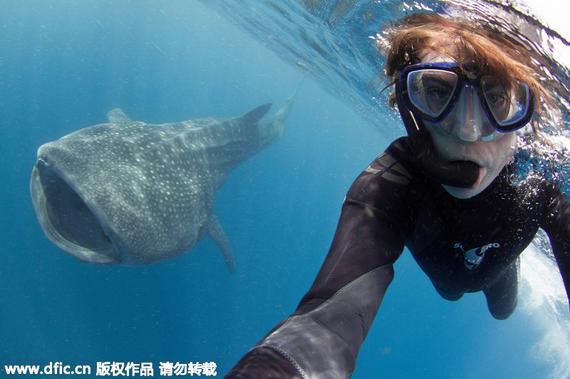 埃及红海，一名追求终极水下自拍的牙医，潜入深海中后与一系列海洋生物自拍，其中包括一条30英尺（约为 9米）长，重达20吨的海洋巨兽——鲸鲨。