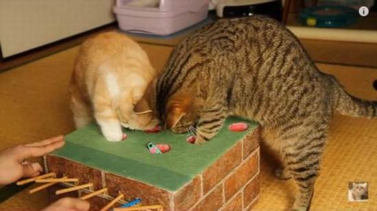 猫奴玩家为宠物猫打造打地鼠游戏