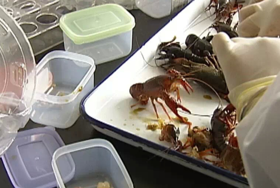 实测杭州3家菜场小龙虾重金属全部超标(图)