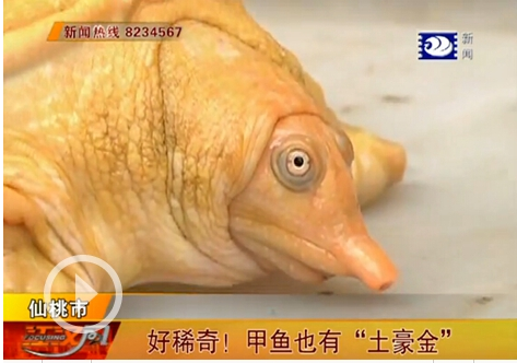 黄金甲鱼