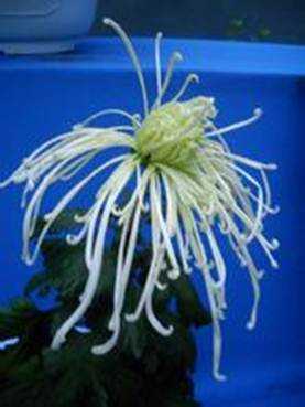 囧哥说事150522:<em>妹子</em>地铁<em>搭讪帅哥</em>屡遭拒 | 狂