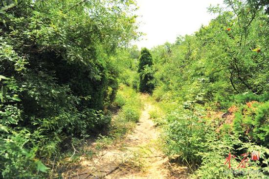 沟壑下的这片林地,当年是400壮士浴血牺牲的战场